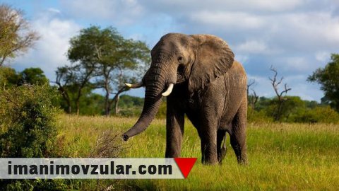 Afrika savannalarının ən nəhəng heyvanı – fil