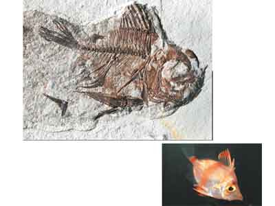 Pəri balığı (boarfish)